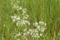 Galium album