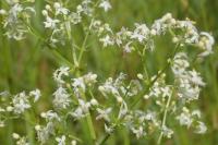 Galium album
