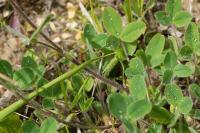 Trifolium ochroleucon
