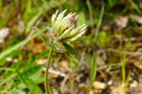 Trifolium ochroleucon