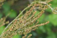 Erica scoparia