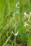 Blackstonia perfoliata