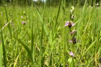 Ophrys apifera