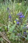 Ajuga genevensis