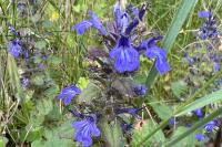 Ajuga genevensis
