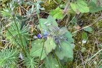 Ajuga genevensis
