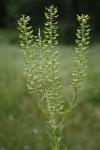 Lepidium campestre