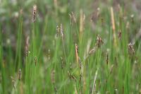 Eleocharis uniglumis