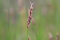 Eleocharis uniglumis