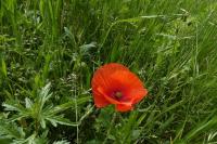 Papaver rhoeas