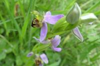 Ophrys apifera