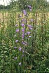 Campanula rapunculus