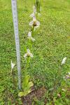 Ophrys apifera