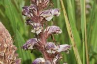 Orobanche minor