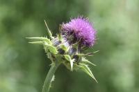 Silybum marianum