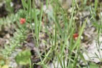 Lathyrus sphaericus