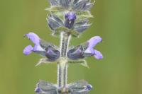 Salvia verbenaca