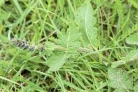 Salvia verbenaca