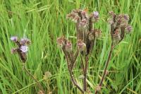 Phacelia tanacetifolia