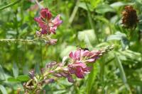 Onobrychis viciifolia