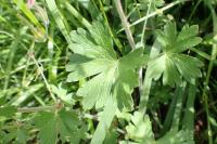 Geranium pyrenaicum