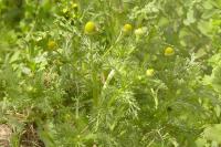 Matricaria discoidea