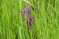 Anacamptis laxiflora