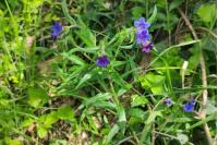 Aegonychon purpurocaeruleum