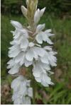 Dactylorhiza maculata