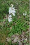 Dactylorhiza maculata
