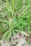 Dactylorhiza maculata
