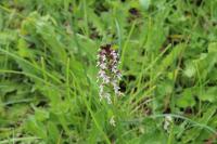 Neotinea ustulata