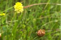 Trifolium campestre