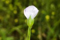 Linum usitatissimum subsp. angustifolium