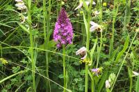 Anacamptis pyramidalis