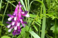 Vicia dasycarpa