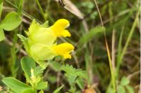 Rhinanthus minor