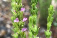 Micromeria juliana