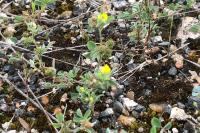 Medicago minima