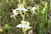 Platanthera chlorantha