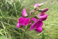 Lathyrus latifolius
