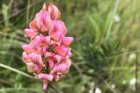 Onobrychis viciifolia