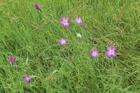 Agrostemma githago