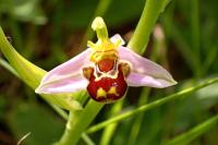 Ophrys apifera