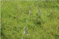 Campanula rapunculus