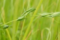 Lathyrus pratensis
