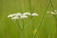 Oenanthe silaifolia