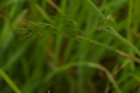 Oenanthe silaifolia
