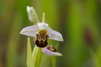Ophrys apifera