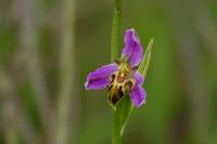 Ophrys apifera